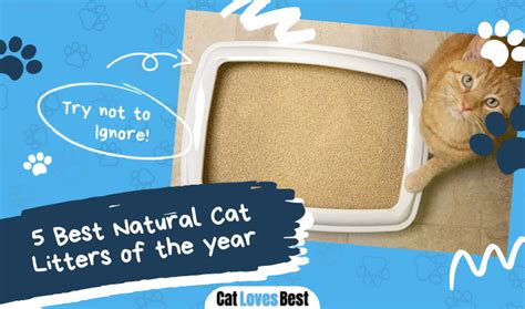 best natural cat litters|5 Best Natural Cat Litters of 2024 (Biodegradable, Eco.